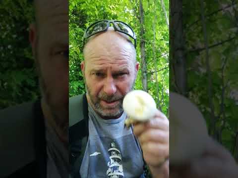 Cogumelo Comestível ou Venenoso: Como reconhecer a diferença entre esses fungos