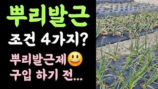 뿌리발근 조건 4가지? 뿌리발근제 구입하기전 보시길요!