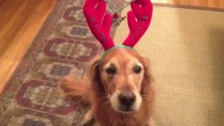 Christmas is Going To the Dogs