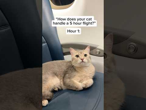 How my cat behaved on a 5hr flight from Chicago to Mexico City 🇲🇽 #cat #travel #cutecat