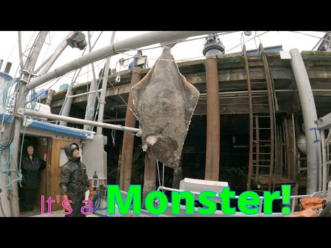 We had to use the Crane to Lift it Out!!! -2025 Halibut season in Alaska
