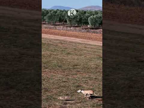 Una galga corriendo por su sitio pese a llevar el bozal..#sloughi #saluki #galgo #greyhound #drone