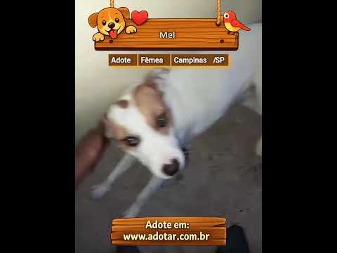Vídeo de Mel