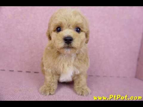 08/12泰迪比熊公幼犬(台北信義)