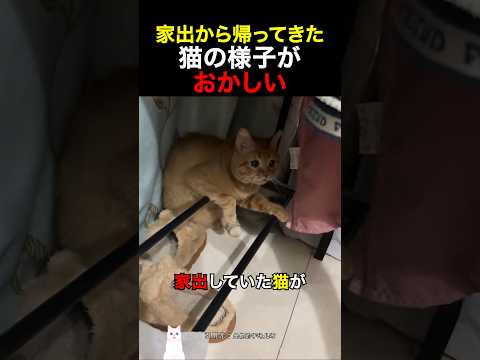 家出から帰ってきた猫の様子がおかしい