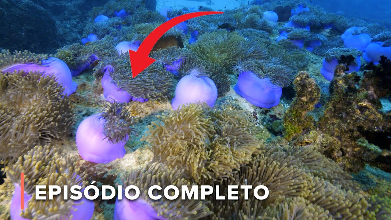 As criaturas coloridas e camufladas de Bazaruto | África: Maravilhas do Mundo Marinho 105