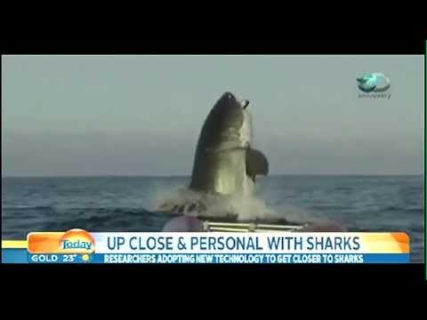 THE BIGGEST GREAT WHITE SHARK IN THE WORLD!!!!