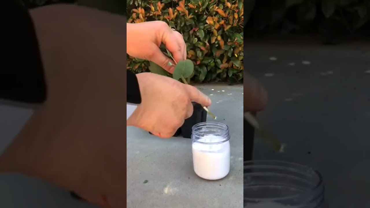 How to Clone / Propagate Silver Dollar Eucalyptus - Step by step!