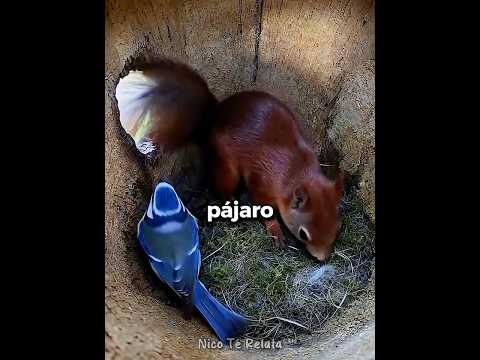 Un Pájaro Cedió Su Nido A Una Coneja Embarazada! 🐿️🐦