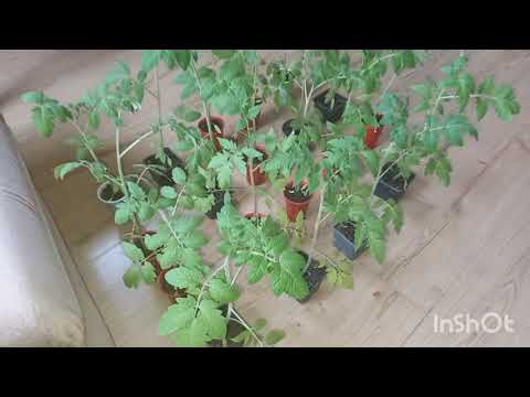 PARADAJZ I KRASTAVAC OD SEMENA DO RASADE