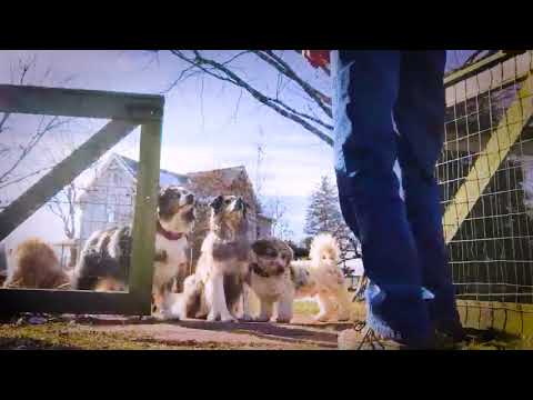 Eileen Demonstrating Dogs Showing Patience.