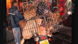 CHINA EATS DOGS!!!!