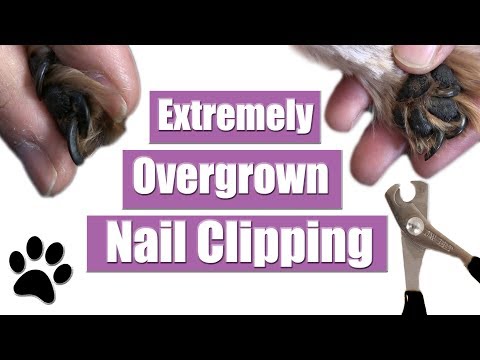 YouTube video about: How to cut overgrown dog nails?
