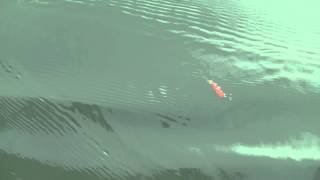 Kastmaster Spoon In Action