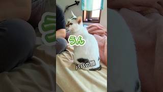 家族の会話に参加する姿が可愛い【三毛猫の雄】