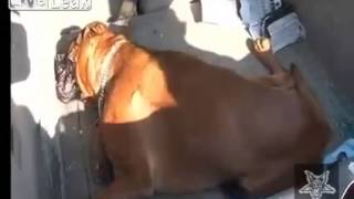 Dog dies after being left in car for four hours