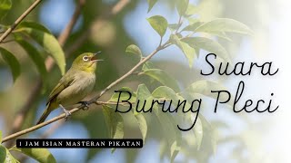Download lagu 1 Jam Masteran Isian Pikatan Burung Pleci mp3 Download lagu 1 Jam Masteran Isian Pikatan Burung Pleci mp3