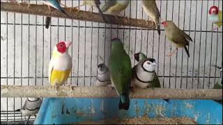 Green gouldian finches🦜🦜Yellow gouldian finchesStar finchesOwl finchesJava finches