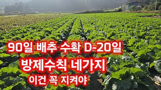 배추 수확 d-20일 이건 꼭 지켜줘야 한다 배추방제 정보 pls [배추재배방법]