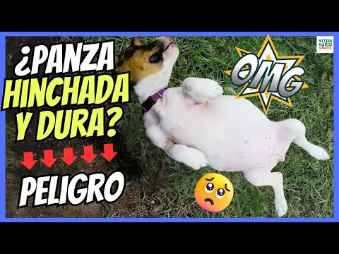 🆘 WHY DOES MY DOG HAVE A SWOLEN AND HARD TELLY? 🆘 POSSIBLE GASTRIC TORSION?