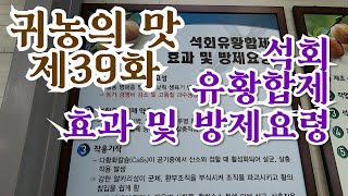 [귀농의 맛]사과과수원 병해충방제 석회유황합제 직접 만들고 왔습니다!