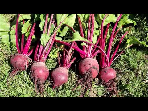 How to Grow Beetroot from Seed?