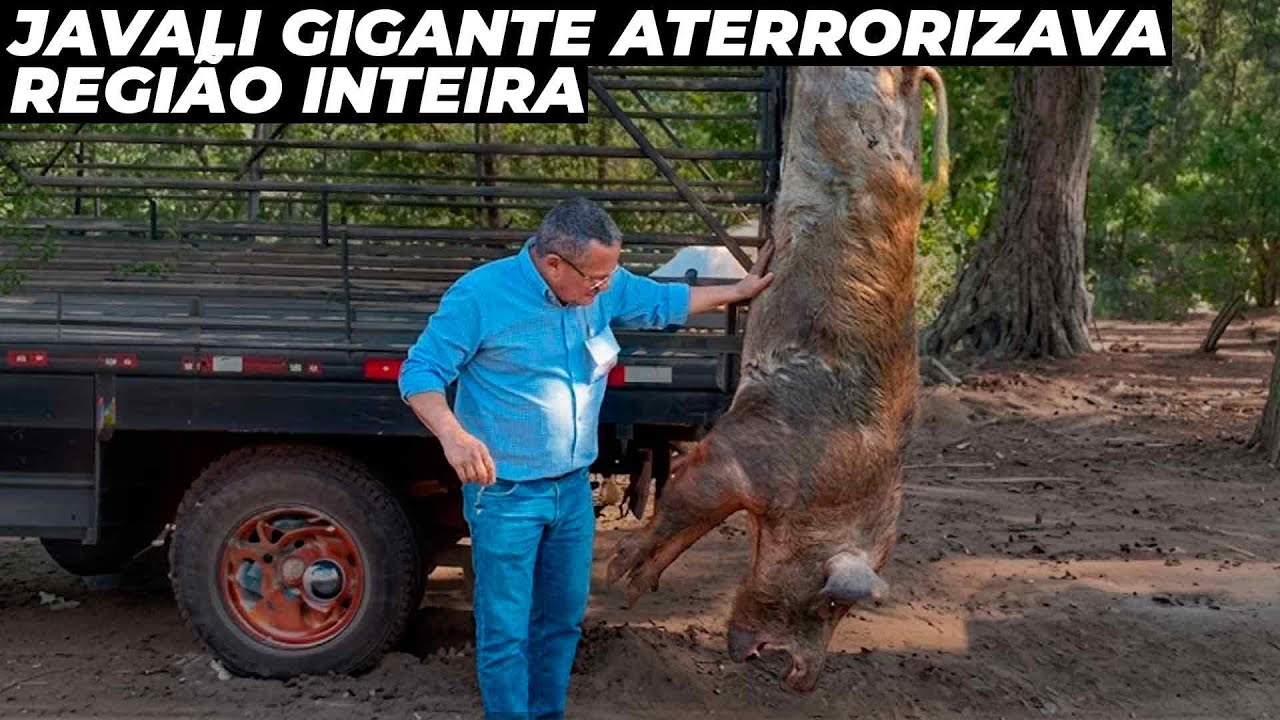 Javali gigante de 300KG que aterrorizava cidade é abatido