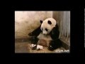 The Sneezing Baby Panda MUST SEE original clip