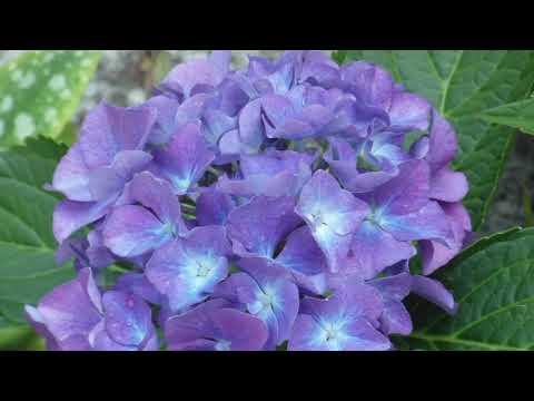 Zielonooka   Bazuna 1975