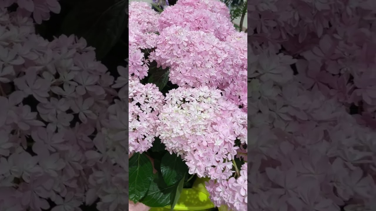 すごい〜きれい😍#trending #youtubeshorts #viral #shorts #shortvideo