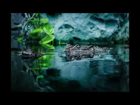 Nature | Stealth | Music