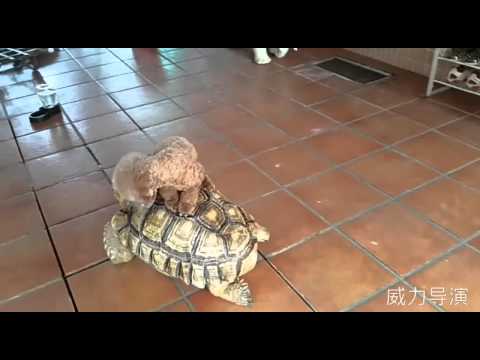 DOG ON TORTOISE