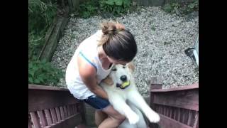 Retriever doesn't want to go inside