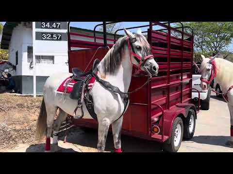 JEREZ 2024 Desfile HIPICO