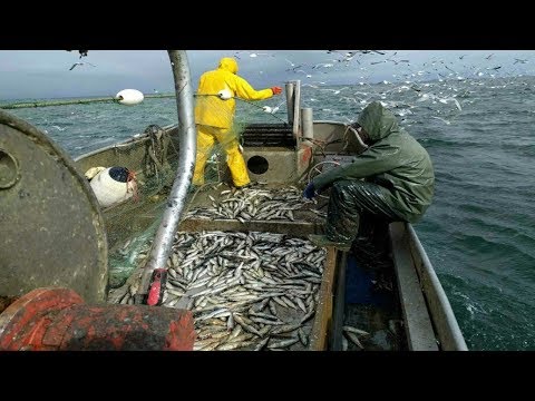 amazing big catch fish herring with Traditional fishing nets #03
