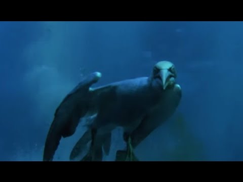 Torpedo Gannet Diving! | Nature's Great Events w/ David Attenborough | BBC