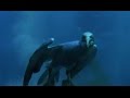 Torpedo Gannet Diving Nature S Great Events W David Attenborough BBC