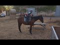 Cavalla Trottatore Francese In vendita 2014 Baio