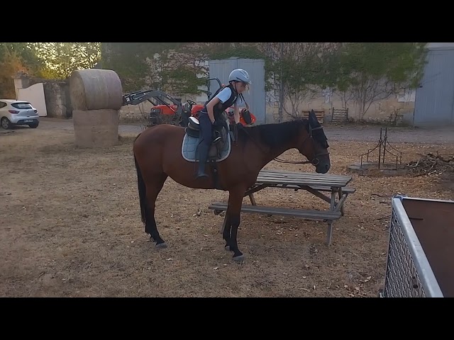 Cavalla Trottatore Francese In vendita 2014 Baio