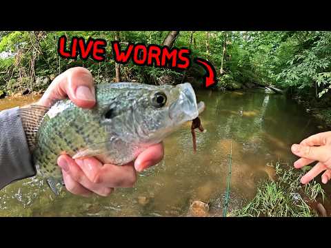 Ultralight Creek Fishing w/ Live Worms