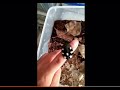 Domino Roaches Therea Petiveriana von ma