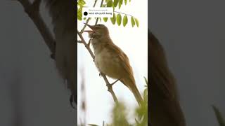 Download lagu Kerak Basi Alis putih. mp3