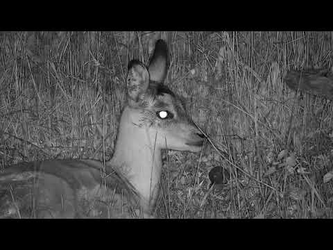 Djuma: Giant Land Snail joins the lone Impala lamb - 23:57 - 12/03/20