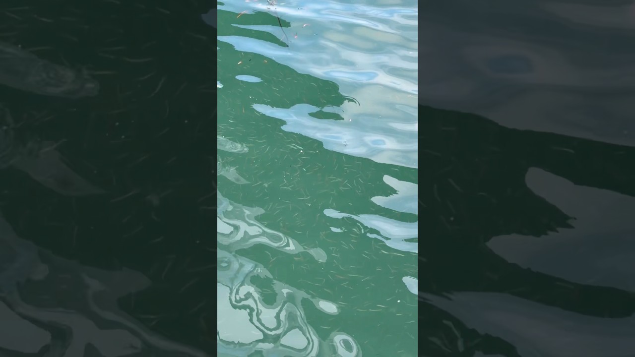 伊勢の海を覗いてみると…