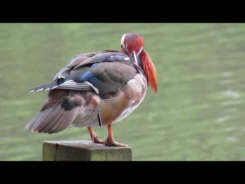 Canon PowerShot SX430 IS  camera 720p 25fps test video