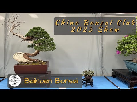 Chino Bonsai Club 2023 Show (San Gabriel) - Bonsai Exhibition - Baikoen Bonsai Club