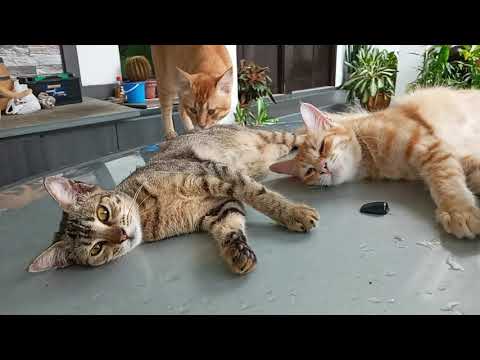 Time Machine Cats !!!! Longest Daily Cat's Story
