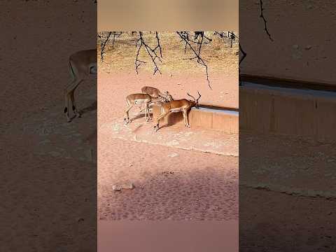 🦌 Идеальный выстрел по оленю 🎯#охота #олень #охотанаоленя