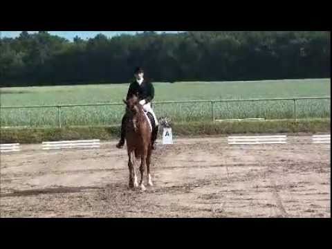 Rubinio S first Tournament 2011 & his first S-Dressage at all s.wmv