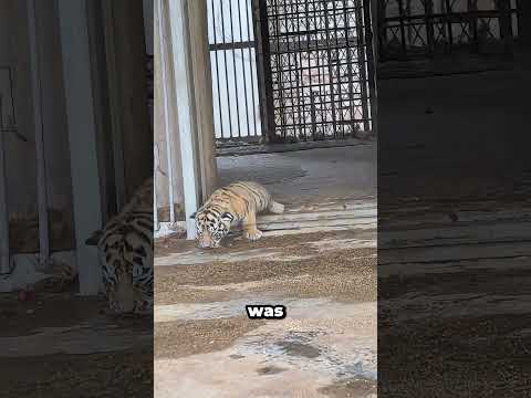 Why You Should Never Get Close To Tigers 🥹 #shorts